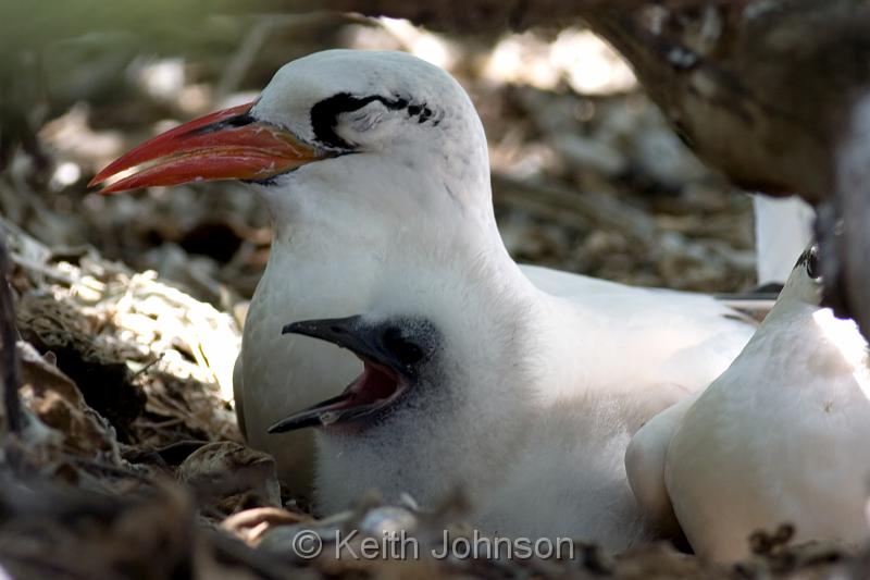 Red Tail Tropic Bird with chick.jpg